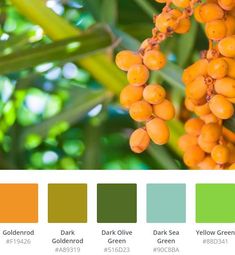 the color scheme is orange, green, and yellow for this tropical tree with berries