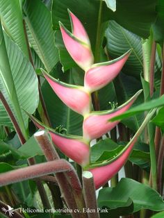 a pink plant with green leaves in the foreground and another plant in the background