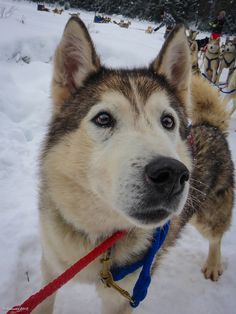 two husky dogs standing in the snow with their leashes tied to their necks and looking at the camera