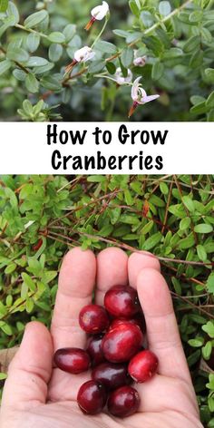 someone holding out their hand full of cranberries in front of some green leaves