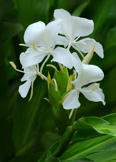 white flowers with green leaves in the background