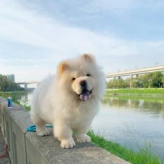 a white dog standing on top of a cement wall next to a body of water