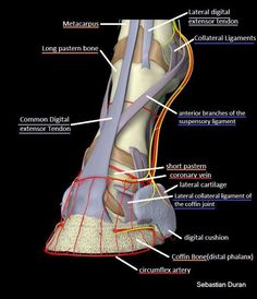 the anatomy of the foot and ankle with labels on each side, including different parts