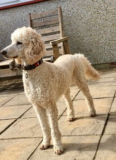 a white poodle standing in front of a wooden bench