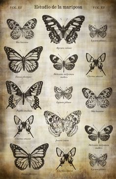 an old book with many different butterflies on it