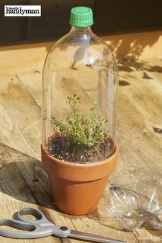 a plant in a glass bottle sitting on top of a wooden table next to scissors