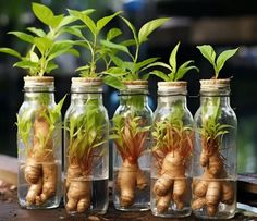 four glass jars filled with plants and roots