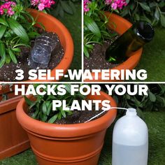 there are three plants that have been placed in the planters with water bottles on them