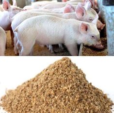 several pigs are shown in their pen and on the other side is a pile of dirt