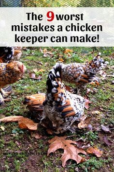 chickens are standing in the grass with leaves around them and text overlay reads, the 9 worst mistakes a chicken keeper can make