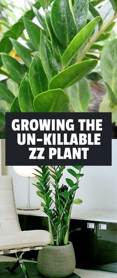 a green plant in a pot with the words growing the un - killable zz plant