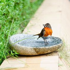 a small bird standing on top of a stone bowl