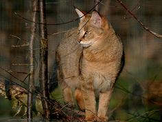 a cat standing on top of a tree branch