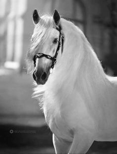 black and white photograph of a horse wearing a bridle