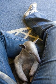 a baby animal is curled up in someone's jeans