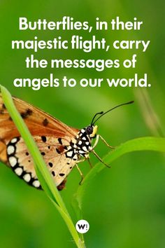 a butterfly sitting on top of a green leaf with a quote about butterflies in their majestic flight, carry the messages of angels to our world