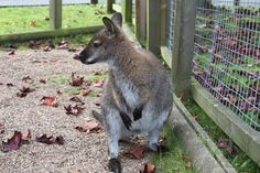 a kangaroo standing on its hind legs in front of a fence with leaves scattered around it