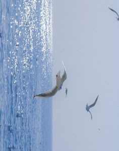 seagulls flying over the ocean with blue water