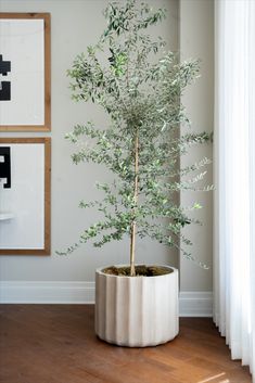 an olive tree in a white planter on a wooden floor next to a window