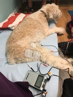 a white dog laying on top of a bed next to a person with an electronic device