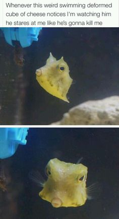 two pictures of fish in an aquarium with caption that reads, whenever this weird swimming deformed cube of cheese notices i'm'm watching him he starts at me like he's gone kill