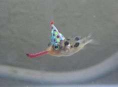 a fish with a party hat floating in the water