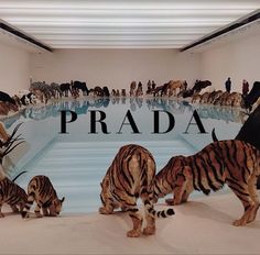 a group of stuffed animals standing in front of a pool with the words prada on it