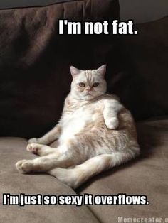 Funny Cat Quotes Hilarious, Funny Animal Quotes, Loving Life