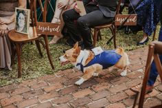 a small dog wearing a blue vest walking down a brick walkway next to people sitting in chairs