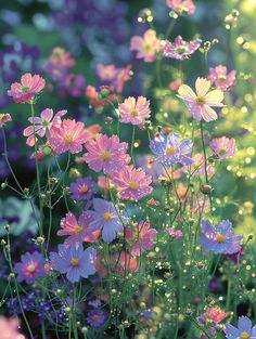 the flowers are blooming in the field with water droplets on them's petals