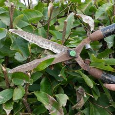 a pair of scissors that are sitting in some bushes with leaves on the bush behind them