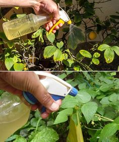 someone is spraying water on some plants with a sprayer and a bottle in their hand