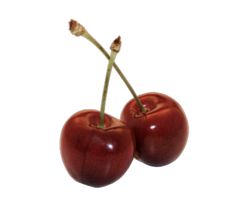 two red cherries on a white background