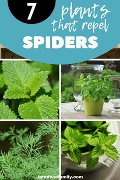 the top 7 plants that repel spiders and how to get rid from them