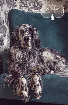 a black and white dog sitting on top of a blue chair next to a wall