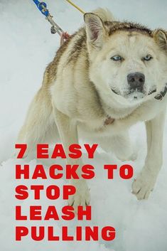 a husky dog on a leash with the words 7 easy hacks to stop leash pulling