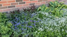 several different types of plants growing in front of a brick wall with white and blue flowers