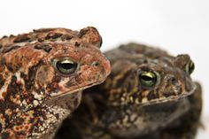 two brown and black frogs sitting next to each other on top of a white surface