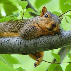 a squirrel that is laying down on a tree branch with its head resting on it's paw