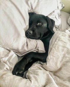 a black dog is laying in bed under the covers