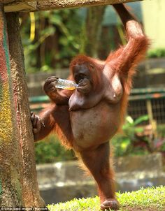 an orangutan hanging from a tree with a bottle in it's mouth