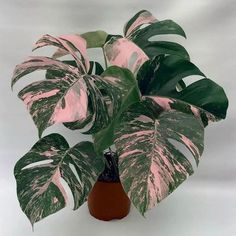 a potted plant with pink and green leaves