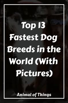 Can you name the top ten fastest Dog Breeds? Some species are simple to identify, while others will delight you.