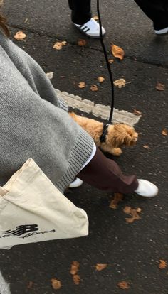 a dog is tied to a leash on a leash attached to a person's leg