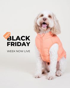 a white dog wearing an orange jacket with the words black friday written on it, in front of a white background