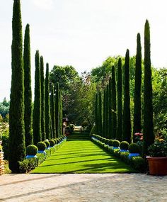 an image of a garden setting with trees and plants in the middle, surrounded by potted plants