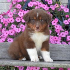 a brown and white puppy sitting on top of a wooden bench next to pink flowers