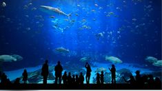 many people are standing in front of an aquarium