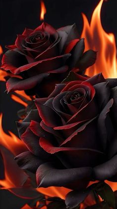 two black roses are in front of fire