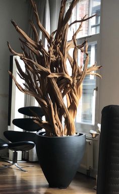 a large potted plant sitting on top of a wooden floor next to a window